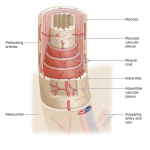 ureter anatomy